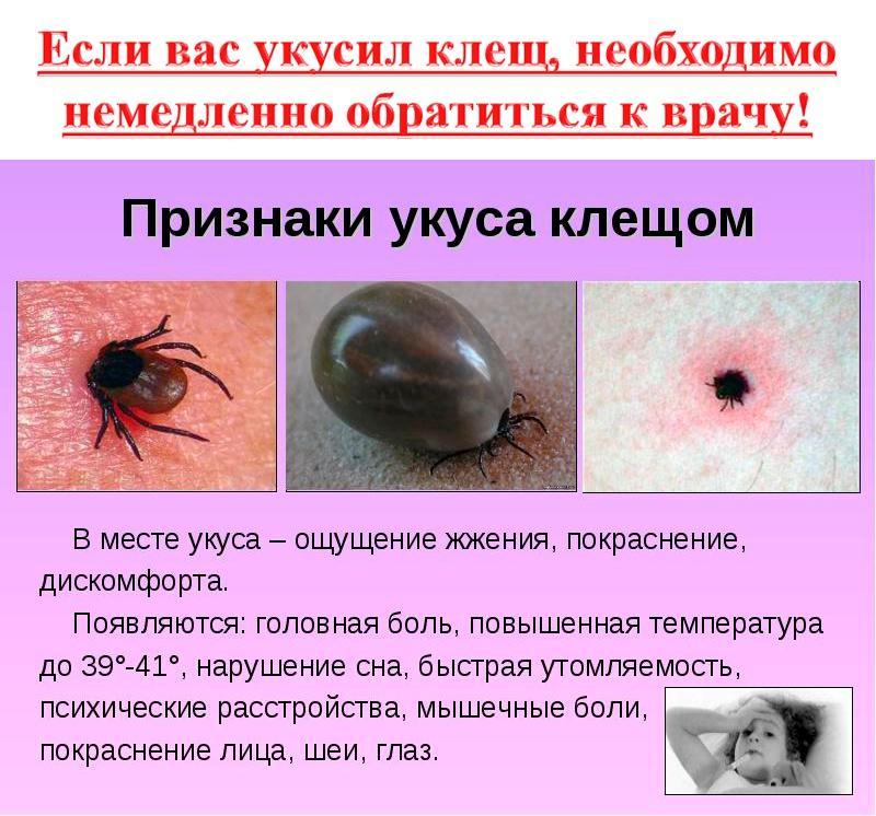 Все об укусах клещей